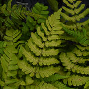 Hardy Fern Dryopteris championii